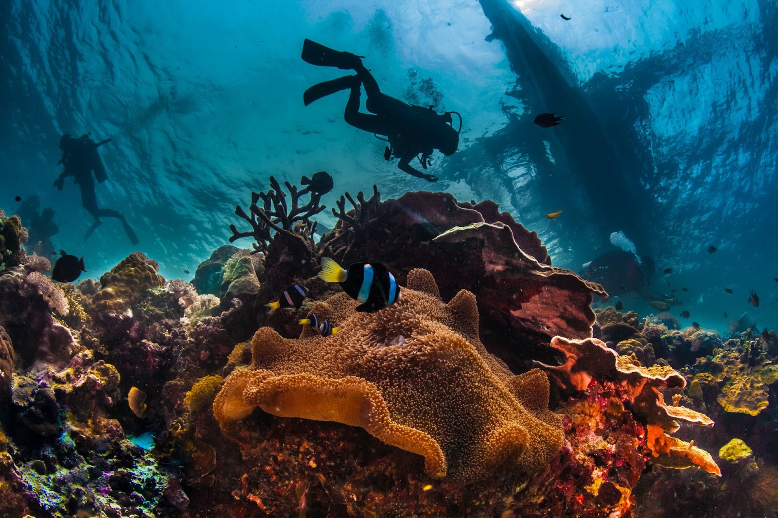 Diving Deep into Montego Bay’s Marine Life: Snorkeling and Scuba Diving Excursions